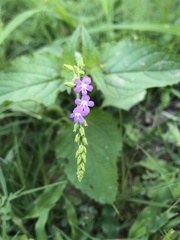 Priva lappulacea