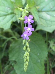 Priva lappulacea