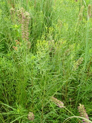 Euthamia gymnospermoides