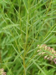 Euthamia gymnospermoides