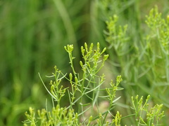 Euthamia gymnospermoides