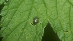 Ectmetopterus micantulus