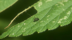 Ectmetopterus micantulus