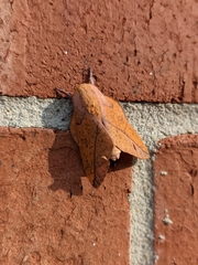 Syssphinx bisecta
