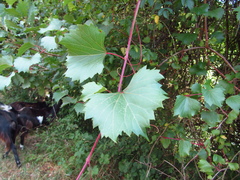 Vitis rupestris