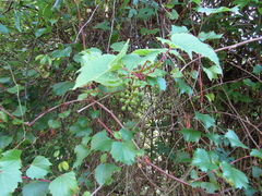 Vitis rupestris