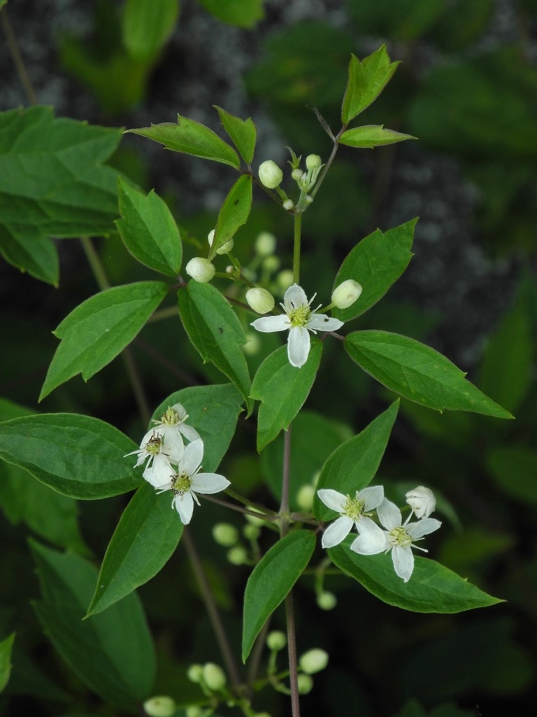 Virgin'sBower (Clematis virginiana) (Monroe County, IN Invasive Species) · iNaturalist