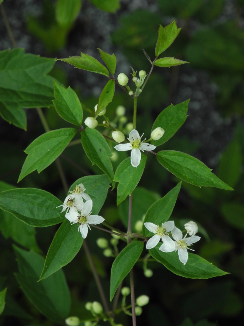 Clematis virginiana