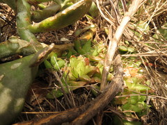 Haworthia turgida