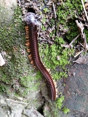 Diplopoda