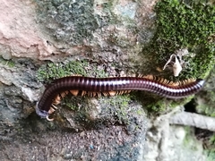 Diplopoda