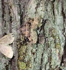 Metalectra quadrisignata