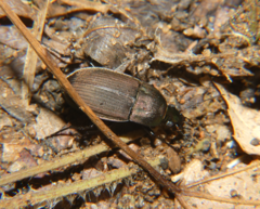Chlaenius tomentosus