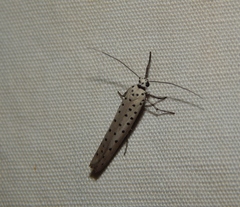 Yponomeuta fumigatus