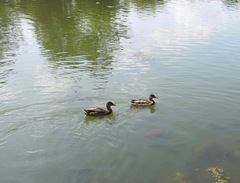 Anas platyrhynchos