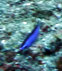 Azurina cyanea