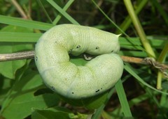 Proserpinus terlooii