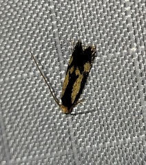 Isocorypha mediostriatella