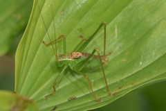 Leptophyes punctatissima