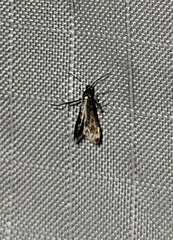 Schreckensteinia erythriella