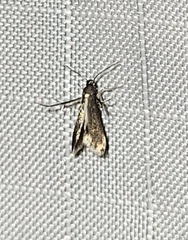 Schreckensteinia erythriella