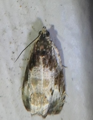 Olethreutes connectum
