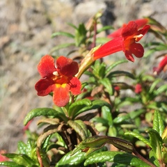 Diplacus parviflorus