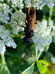 Tenthredo crassa