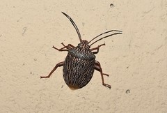 Antiteuchus macraspis