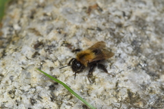 Bombus