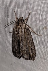 Acronicta lithospila