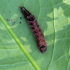 Melanchra persicariae