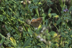Polyommatus icarus