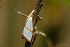 Pseudargyria interruptella