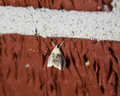 Glaphyria fulminalis