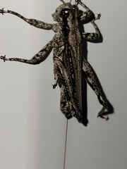 Melanoplus splendidus