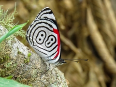 Diaethria anna