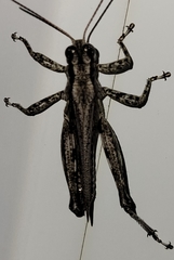 Melanoplus splendidus