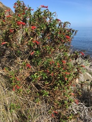 Diplacus parviflorus