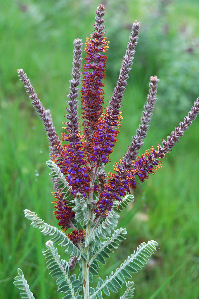 False Indigos (Fabaceae (Pea) of the Pacific Northwest) · iNaturalist