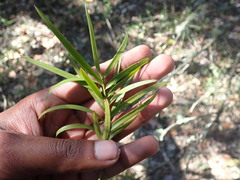 Afrocarpus falcatus