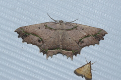 Menophra decorata