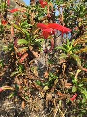 Diplacus parviflorus