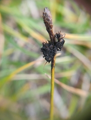 Carex ericetorum