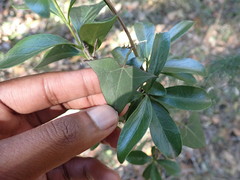 Senecio macroglossus
