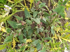 Atriplex laciniata