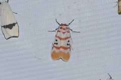 Cyana bellissima
