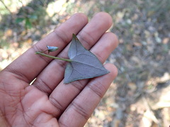 Senecio macroglossus