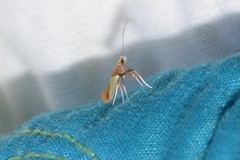 Caloptilia superbifrontella