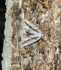Catocala flebilis